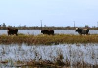 Livestock Safety Paramount During Flooding