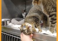Austin Pets Alive! in need of fosters for pets evacuated from Tropical Storm Ida's path