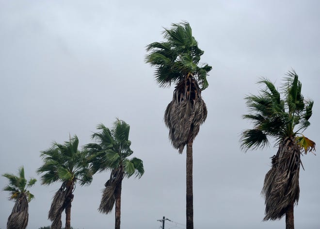 Palm trees blow in the wind ahead of Tropical Storm Nicholas, Monday, Sept. 13, 2021, in Corpus Christi, Texas. A Hurricane Watch, Tropical Storm Warning, Storm Surge Warning, Tropical Storm Watch, Storm Watch, and a Flash Flood Watch are in effect.