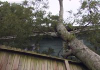 Family safe after tree falls on Kashmere Gardens home during Hurricane Nicholas