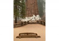 Weather slows wildfire near California's giant sequoia trees