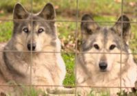 Western NC animal sanctuary hit by flooding denied FEMA funding