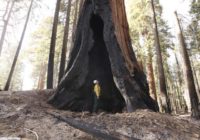 Wildfires torched up to a fifth of all giant sequoia trees