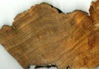 New research detects hurricane history hidden in tree rings