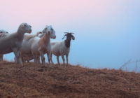 Star Creek Land Stewards helps fight wildfires with goats and sheep