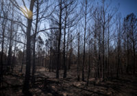 Wildfires ravage Central and West Texas as dry, windy conditions continue