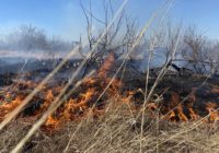 Hay, Feed, Fencing Supplies Needed To Support Texas Wildfire Victims