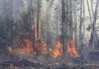 Rainfall eases wildfire threat, but officials urge caution