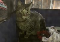 Cat swept away by Salado tornado shows up the following day, family says