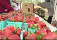 South Carolina Strawberry Festival delayed by severe weather