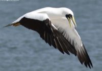 Rare bird alert: Tropical Storm Alex brings tropical bird to NC coast