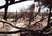 Wildfires bring both destruction and benefits to Texas