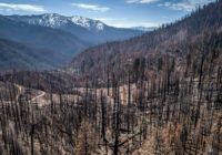US to plant 1 billion trees as destructive wildfires kill forests