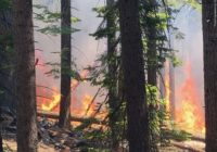 Yosemite wildfire is latest threat to giant sequoia trees