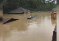 Woman floats dog in container while swimming to rooftop to escape recent Kentucky flooding
