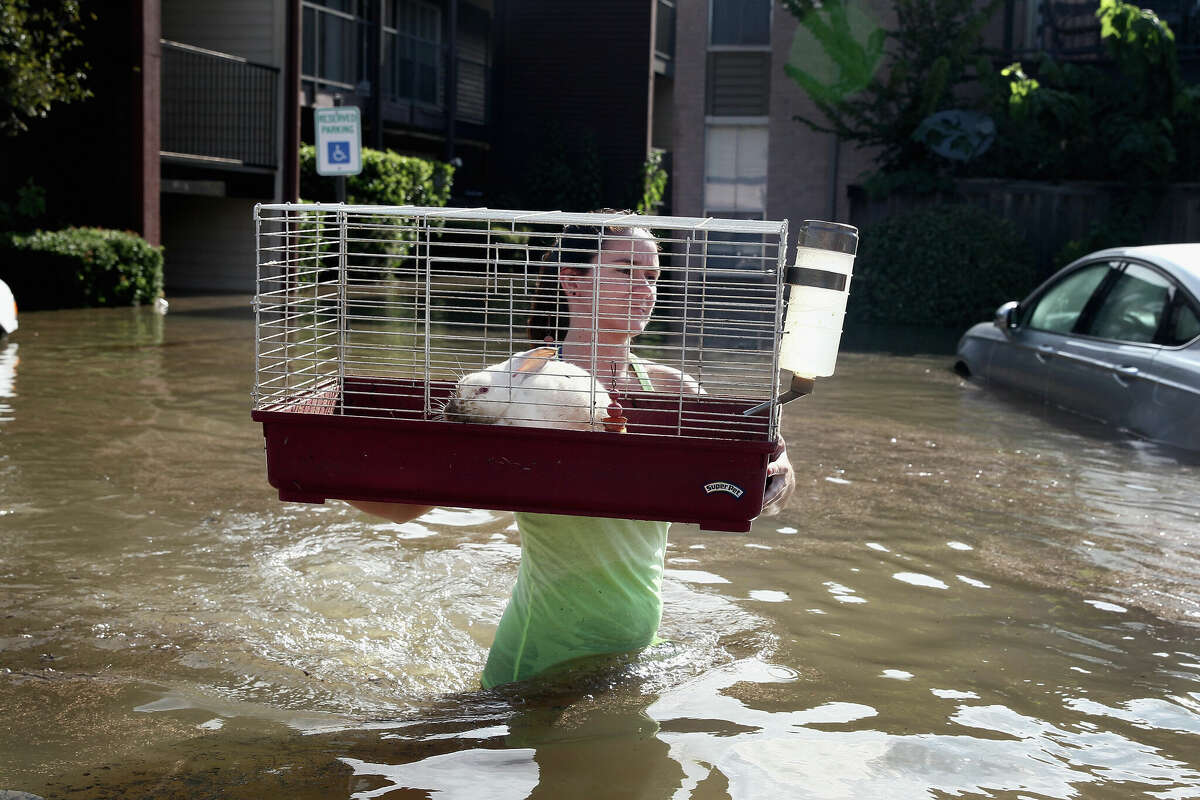 Shannon Danley carries a rabbit to a rescue boat after it was found floating in floodwater in an apartment complex on August 30, 2017, in Houston, Texas.