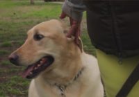 PAWS Shelter of Central Texas can return animals to Dripping Springs campus after wildfire evacuation