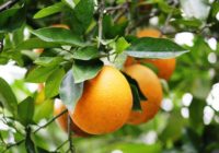 Citrus prices rise after Hurricane Ian, but Texas growers unlikely to reap windfall