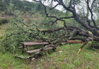 Canyon Lake woman wakes on her birthday to uprooted trees after tornado