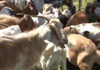 No kidding: California overtime law threatens use of grazing goats to prevent wildfires
