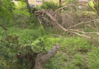 Fallen trees clogging up drainage ditch, causing flooding in Houston neighborhood, resident says