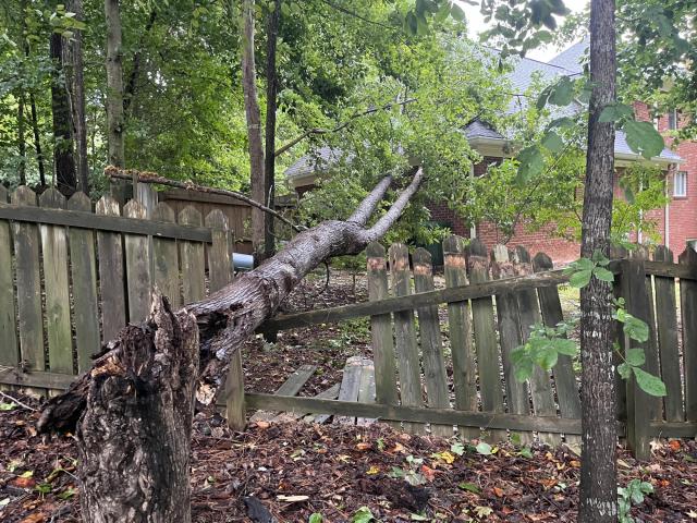 Downed tree in a Cary neighborhood near Tryon Road.