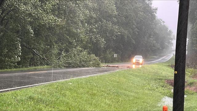 Downed tree on US 117