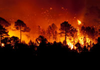 A World Aflame: The Dire Consequences of Escalating Wildfires