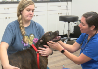 Southport church helping veterinary hospital operate after damage from Tropical Storm Idalia