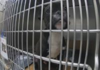 Pasadena animal shelter reopens a year after powerful tornado destroyed it