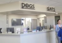 Pasadena Animal Shelter reopens for the first time in over a year after EF-3 Tornado