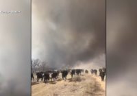 Thousands of cattle have died in massive wildfire in Texas Panhandle, agriculture officials say