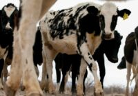 Cows at three Texas dairy farms have bird flu, another blow to Cattle Country following wildfires