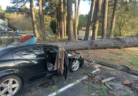 Severe weather causes multiple downed trees on Wednesday