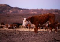 Ted Cruz and Ronny Jackson push legislation to help ranchers who lost livestock in Panhandle wildfires