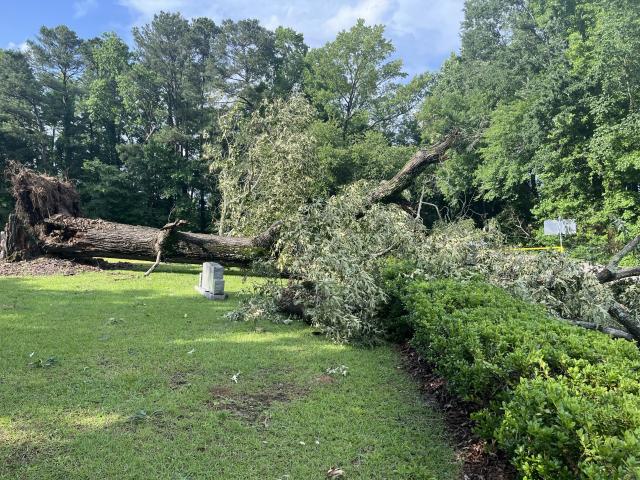 Downed tree on Mial Plantation Road.
