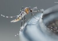 Mosquito activity on the rise due to rainfall, flooding across Texas Mosquito activity on the rise due to rainfall, flooding across Texas