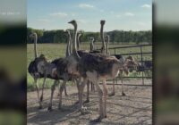 Flooding sweeps away 200 ostriches from Central Texas ranch, search efforts underway