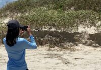 'They're like nature's seawall' | We tag along with team assessing dune erosion after Tropical Storm Alberto