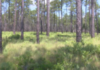 Green Swamp Wildfire: one year following the flames