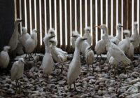 Houston SPCA has taken in 1,800 animals, including egret colony, in the wake of Hurricane Beryl