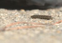 Armyworms brought by Tropical Storm Debby wreaking havoc on homeowners