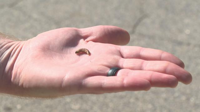 Armyworms can be tiny, but they can wreak havoc on your lawns.