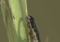 Army Worms brought by Tropical Storm Debby decimate lawns