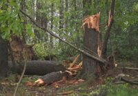 List: Downed trees, road closures and Helene storm damage