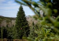 The White House’s Christmas tree is a symbol of resilience for hurricane-hit North Carolina farms