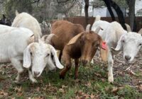 Steiner Ranch deploys goats for wildfire prevention efforts