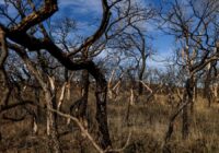Bills seek to improve state’s response to wildfires a year after devastation in Panhandle