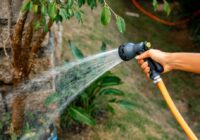 Watering trees is a must to protect them from severe weather and drought