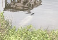 No Storm, Still Flooded: Carolina Beach flooding research project